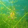 aquariumvibes_20