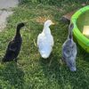 duckit_duckitall_duckyou