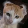 lixunnlt2