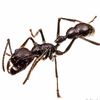 bullet_ant_