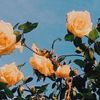 nourtk_5