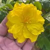 Cường Mai Vàng
