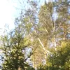 mqvtq_22