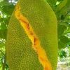 paglamonir5