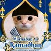 pp.kucing022