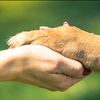 _dogdoc_