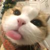 matchaa_via