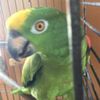 tangoamazonparrot