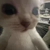 .ana_juh2