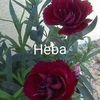 hibafsharawi