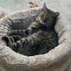 ourcatgoose