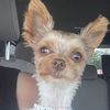 princessdaisytheyorkie