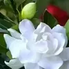mdgiasuddin1652