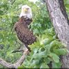 eagletreklow