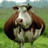diehardcow
