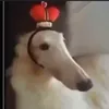 lord_f00g