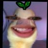 nisaasiianakkcill
