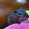 bongdthquane