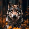 el_lobo_1807