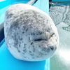 donfoca27