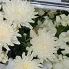 tinhtam280399
