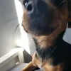 1lizvv