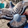 siifan538huseen