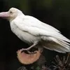 useroum4jnen66