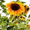 helianthus_ii