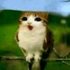 dracu_8