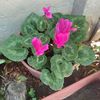 cecilia.poblete3