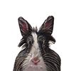 bunny_hickory