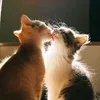 _nella0_7