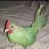 xddraconlolc