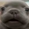princess_pibble296