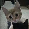xlicezq_