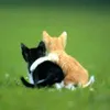 kitty.cat481