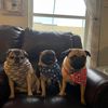my3pugs