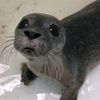 the_saddest_seal