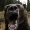 dfabzhak