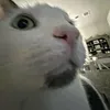 ⋆.ೃ࿔*:･