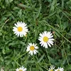 anaceci2470