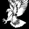 white_hawk_63