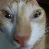 mimi9999999988