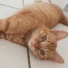 seadanyaapa0