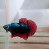 snbattafish