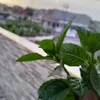nawzadhamed1233