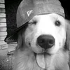 snoopyrencie