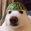 dznhattoptik