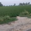 khan016377